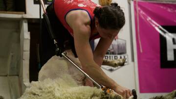 Jeanine Kimm attempting the first ever women's world record for an eight-hour Merino ewe shear. Picture by Chloe Whitfield CCG Photography. 