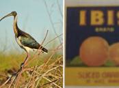 The Ibis has strong ties to Leeton shire through brands, sporting clubs, schools and much more. Pictures supplied 