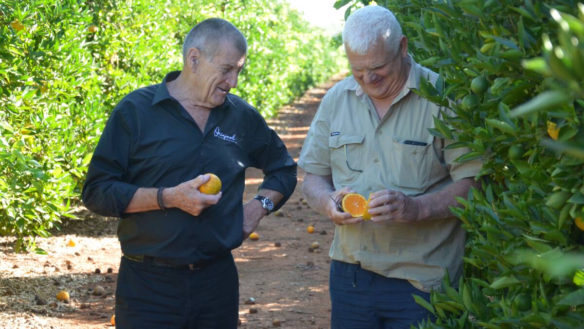 Original Juice Co chairman Jeff Kennett watches as citrus grower Frank Battistel inspects one of his oranges. Photo by Declan Rurenga